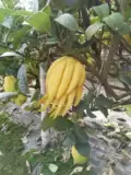 5 фунтов бергамота фруктового мандаринского мандарина, недавно удаленного и подписанного на фруктовый Jinhua Specialty Bergamot