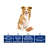 Wei Ta Kraft dog snack dog nhai dog dog mol thanh canxi sữa xương puppies mol xương Teddy Jie răng 5