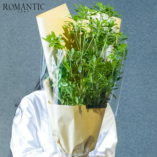 Отправить вам зеленые деревья Японская лошадь пьяные деревянные ветви Букет 1 млн густые листья вставленные вода, живые деревья люди Пекин Цветочный подарок