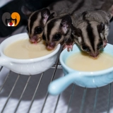 Ham Semi -Eye Летающая мышь медовая сумка керамическая коробка ресторан против рисовой чаши для питательной воды, кормление сырых расходных материалов