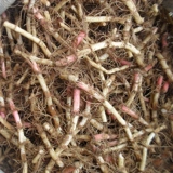 Houttuynia Crooked Seed Seeds Складывание ушных корней для семян. Свежи