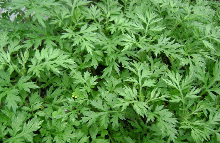 实体店铺 花卉种子 香艾草种子 端午艾草洗澡 遏草驱蚊阳台种植