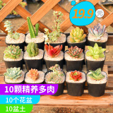 10款多肉植物组合【含盆含土】 券后8.8元起包邮0点开始