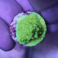 Кожаная корал -вануату Два зеленого дня кожа, два зеленых не -лицевых