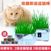 Đồ ăn nhẹ cỏ mèo đỏ, không có đất, catnip, tẩy lông, kem dưỡng tóc, lúa mì thủy canh, mèo, vật tư mèo, trồng trong chậu - Đồ ăn nhẹ cho mèo