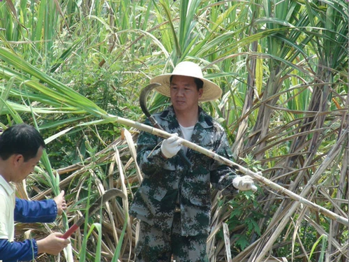 Yunnan Древний рецепт вареный старый сахарная почва почва сахарная скала сахар сахар сахар