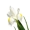 Hoa giả cao cấp mô phỏng hoa giả Alice PU cảm giác hoa nhân tạo hoa nhân tạo trang trí phòng khách - Trang trí nội thất trang trí sân thượng