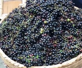 Северо -восток горы Чанбай дикие пурпурные виноградные семена сухой груз Тонгуа виноградный порошок 2 куски бесплатной доставки