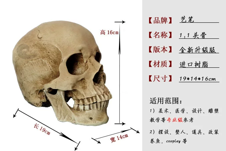 Physiological human head, skeleton, art skull model, anatomy