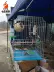 Chim có vòi uống nước tự động cho ăn thức ăn cho vẹt cung cấp bát chim thức ăn hộp thức ăn cốc chống nhấm nước ấm phụ kiện lồng chim - Chim & Chăm sóc chim Supplies Chim & Chăm sóc chim Supplies