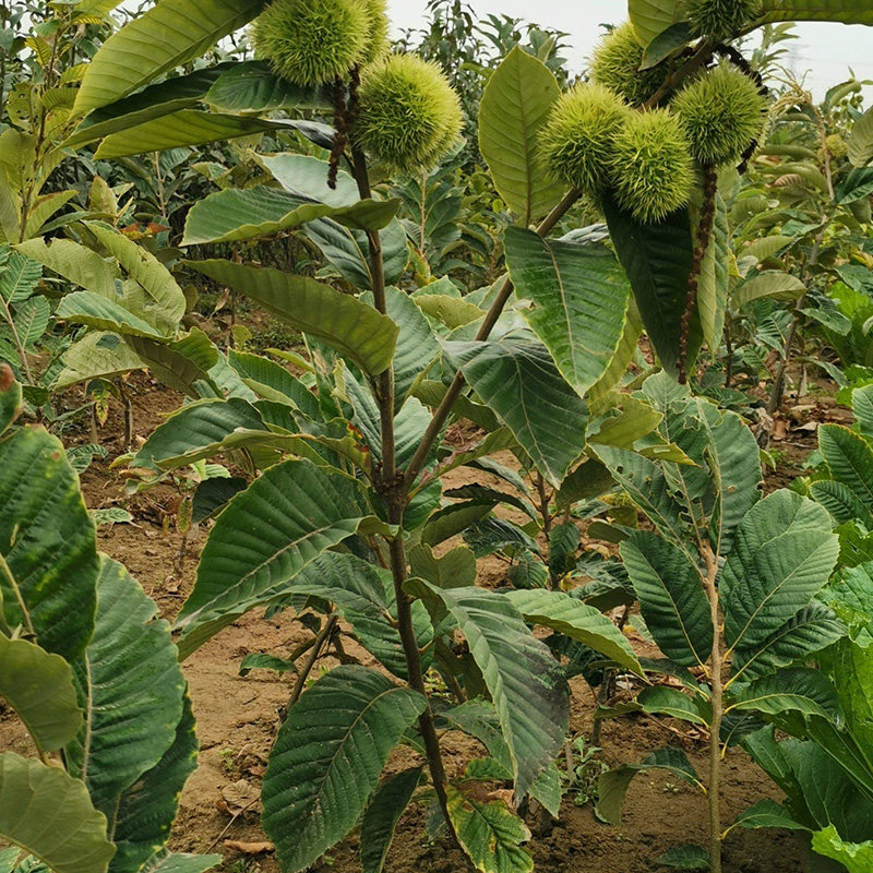 四川良种板栗树苗1颗