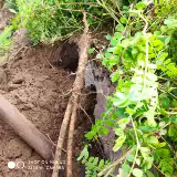 Недавно выкапывая свежие основные корни Astragalus для пропитанной воды в медицину Fresh Astragalus, кусок подлинного астрагала, не являющегося партийным женьшенным