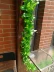 Mô phỏng hoa giả lá xanh lá cây nhựa nhựa mây sưởi ấm điều hòa không khí ống trang trí tắc ống nước trong nhà cây xanh - Hoa nhân tạo / Cây / Trái cây