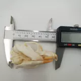 Образец животных мыши для создания костяных растений черепа, мыши, мыши, бамбуковой крыси