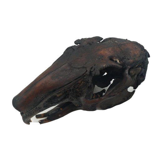 Череп, образец, кролик, подвеска, декор, форма