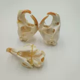 Образец животных мыши для создания костяных растений черепа, мыши, мыши, бамбуковой крыси