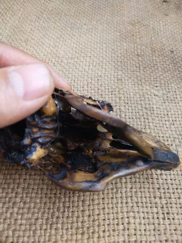 Череп, образец, кролик, подвеска, декор, форма