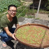 Новые поступления/Xiaojiang тщательно отобранное качество сердцевины семян лотоса галантерейные товары/Jianning свежее ядро семян лотоса/сельский дом без серы сердцевина семян лотоса 180 г