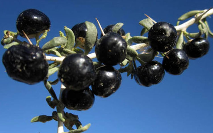 [野生黑枸杞 青海诺木洪大果 黑枸杞子100g花青素好正品黑果纯野生] 