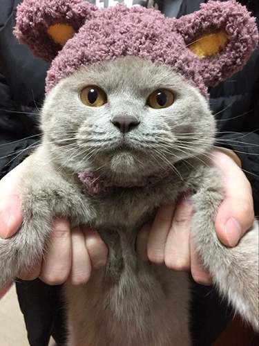 Кошачья медведь голова кошка голова домашних животных домашних животных украшения собака собака не может упасть