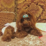 Южнокорейский высокий уровень собак, защита собак Тедди Йоркёнал Малзис BB Парень питомец