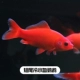 13-15 см пасы с холодной водой (короткий хвост) 1