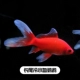 10-12 см. Кровавая попугая в холодной воде (длинный хвост) 1