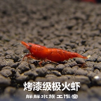 Наблюдение за тем, как животные креветки живой кузов полюс огненной краски креветки, чтобы увидеть толстую броню пламенную креветки, Тайвань чистая кровь 1,6-2 см. Бесплатная доставка