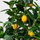 Горшечные цветы в гостиной yiyi лимонное дерево выпадает фальшивые зеленые растения