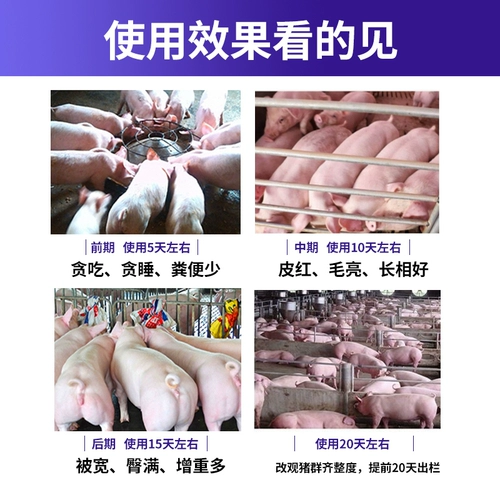 Скоровые удобрения удобрения. Извлечение король удобрения для свиньи, способствующие кормлению корма для свиньи с свиней, способствуют росту