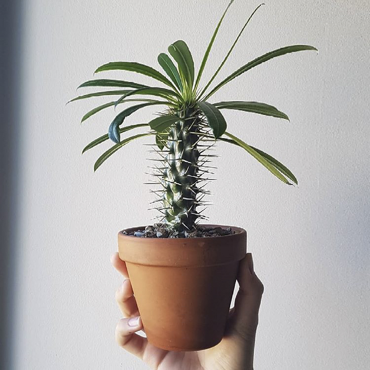 Succulent Live Plant Pachypodium Lamerei Drake 20cm