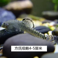 Fangshi Suck 3-5 см