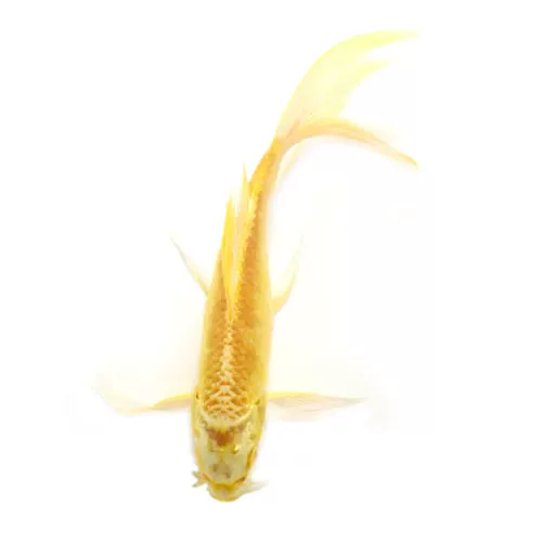 Koi Fish Living Наблюдение за рыбой пресноводная вода рыба золотая рыба красная и белая чистая порода кои рыба золотая рыба фэн -шуи Бесплатная судоходство