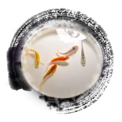 Koi Fish Living Наблюдение за рыбой пресноводная вода рыба золотая рыба красная и белая чистая порода кои рыба золотая рыба фэн -шуи Бесплатная судоходство