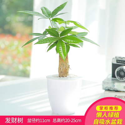 2020年10月28日更新【万能白菜价】的图片 第88张