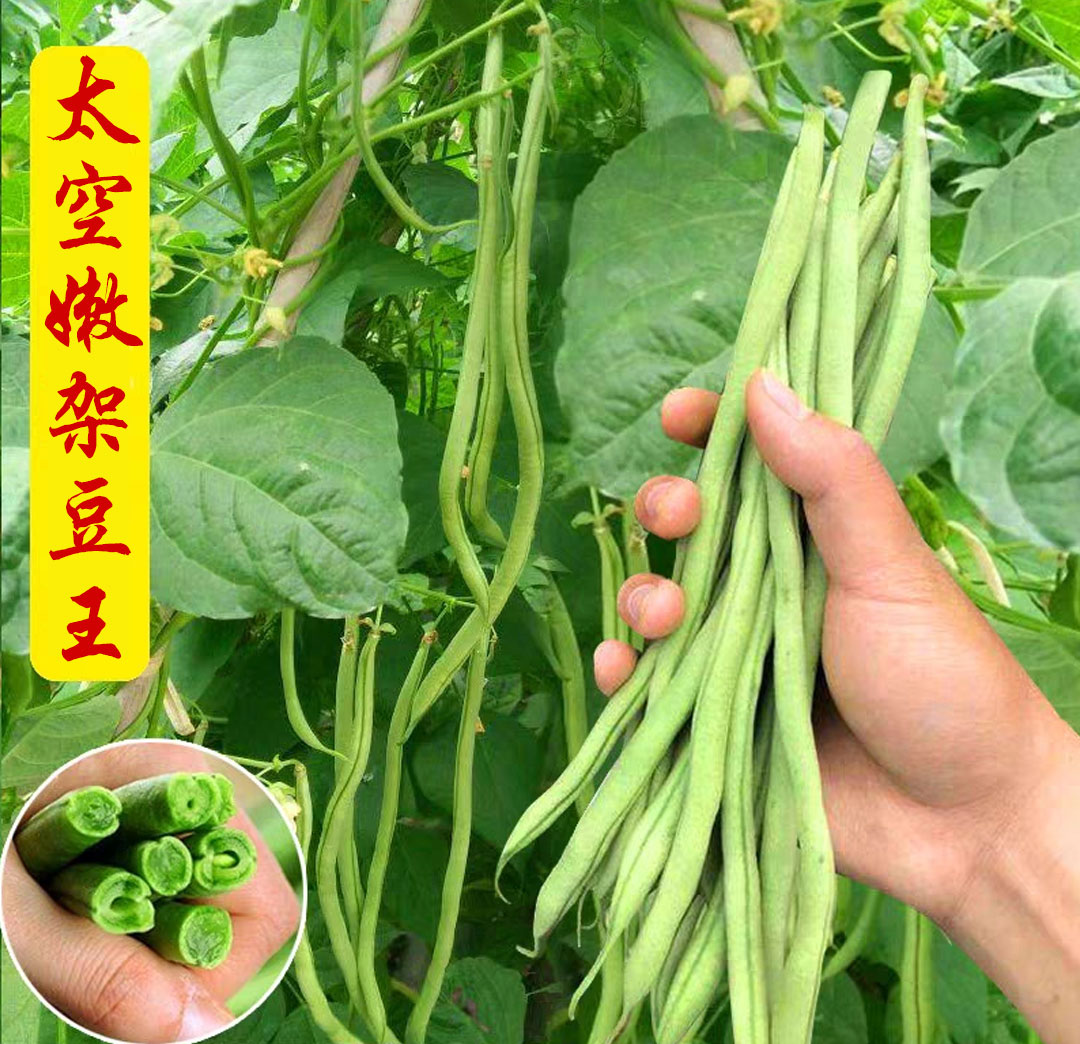 四季豆摄影图__蔬菜_生物世界_摄影图库_昵图网nipic.com