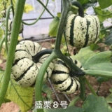 Huang Beibei Mini Pumpkin Seeds импортировали мини -четыре сезона каштановых овощей.