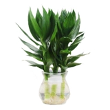 Гуаньян бамбуковые гидропонные растения богатые бамбуковые деревья