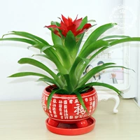 Hongyun - это цветок в горшках, маленькая красная звезда маленькой красной звезды, цветы цветов, зеленое растение зеленого растения, четыре сезона, очищение воздушного ананаса