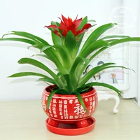 Удача (Hongfu маленький тигр)