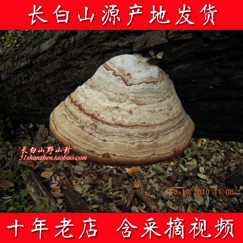 Горная гора Чанбай Чистое натуральное дикое дикое ганодерма деревянный хорчус 500 грамм подковообразных сухих товаров Linzhi разрезание на куски