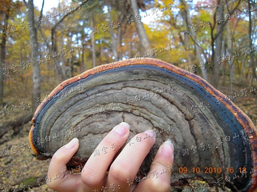 Аутентичный длинночный горный дикий красный морской полюс угловой капрал красный край