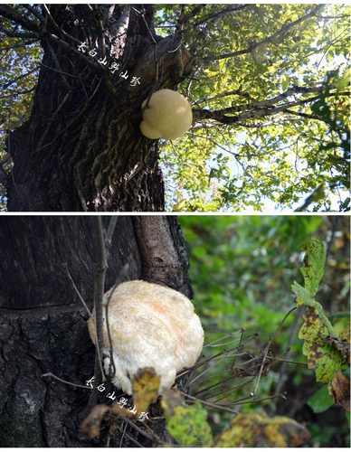 Чанбайский гориоризовый гриб 30 юань 200 грамм бесплатного порошка