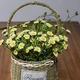 Wicker chậu hoa bình hoa mây hoa cổ điển vườn hoa chậu hoa xô giỏ hoa trồng trong chậu inserter bình sứ cắm hoa Vase / Bồn hoa & Kệ