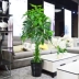 Cây giả cây giàu mô phỏng cây lớn sàn chậu trồng cây nhựa trang trí hoa giả mô phỏng phòng khách trong nhà cây xanh - Hoa nhân tạo / Cây / Trái cây cây nhựa trang trí Hoa nhân tạo / Cây / Trái cây