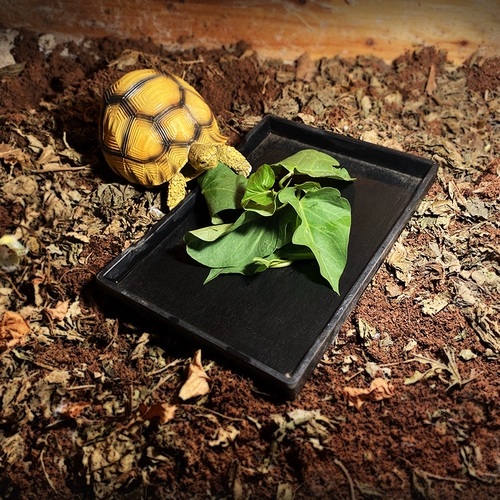 Маленькая черепаха пищевая диск имитация деревянная зерно пищевая тарелка пластиковая пищевая тарелка поднимается домашние животные, пить блюдо из блюда