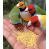 Долина Shell -Wally xiaomi Bird Pearl Bird Pippi Peony Xuan Phoenix Parrot птицы пища пища пищу желтые Xiaomi 450g