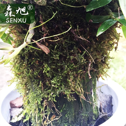 Dendrobium candidum Datu Sure Searglings 4 года родивших