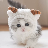 Шлем, милый кролик, шапка, кукла с аксессуарами, популярно в интернете, кот