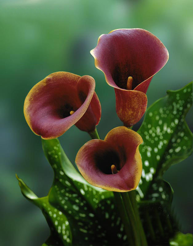 供应进口彩色马蹄莲种球 种苗 盆栽绿植 颜色齐全 当年开花.